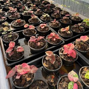 500 granos Semillas de Caladio Modelo Numero  Alta Germinación Ideal para Decoración de Sala Oficina y Balcón en Estilo Moderno