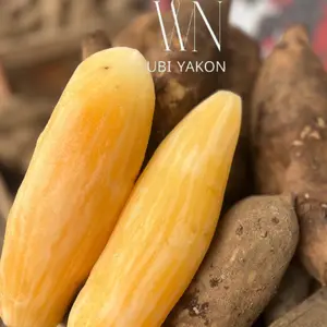 Ubi Yakon Besar 1kg Isi 1-3 Bergaransi - Fresh Produce - Ubi