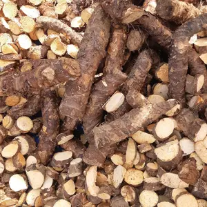 UMBI UBI AKAR NAMPU CARIANG SENTE TUA BERKUALITAS BASAH/KERING HERBAL  UNTUK KEBUGARAN UNTUK PEGAL PEGAL Tanaman Herbal Alami untuk Kesehatan