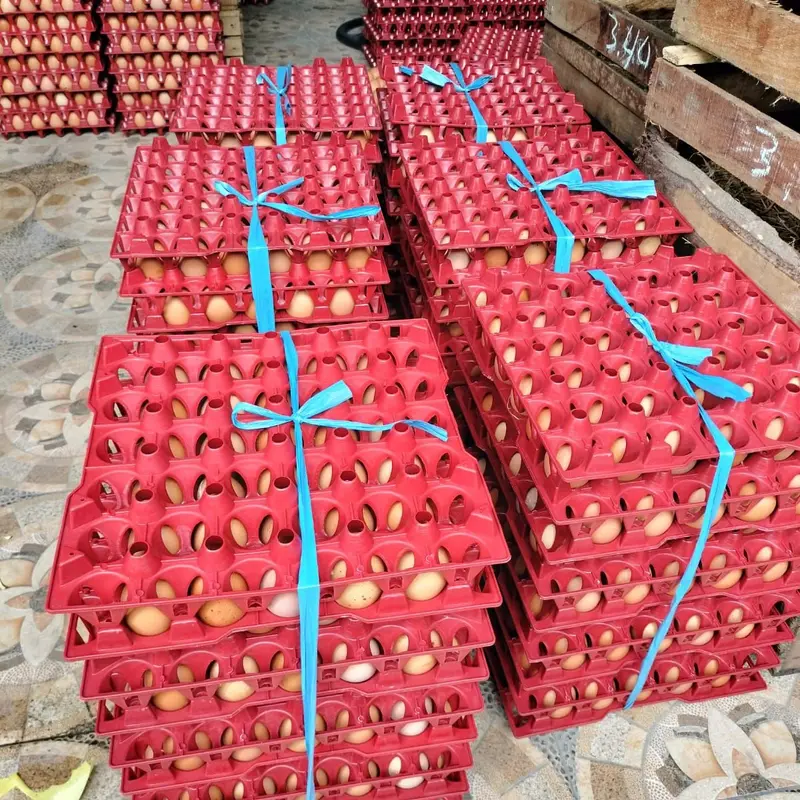 Tempat Telur Keranjang Telur Rak Telur Plastik Tray 30 butir Rak Telor Plastik Egg Tray Krat Telur 8