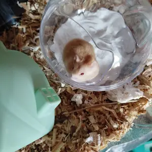 FOCAT Kamar Mandi Hamster F08-F11 Toilet Hamster/Hamster Bathroom/Aksesori Hamster Sugar Glider tempat  pup