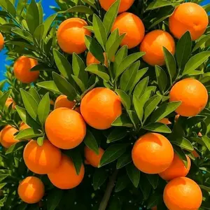 Bibit Tanaman Buah Jeruk Santang Madu