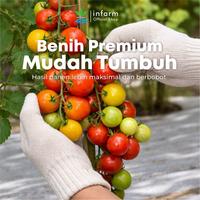 Gambar INFARM - Benih Tomat Batmato Unggul, Bibit Sayuran Buah Tomat Hibrida Bibit Tomat Super Premium dari Infarm Kota Surabaya 5 Tokopedia