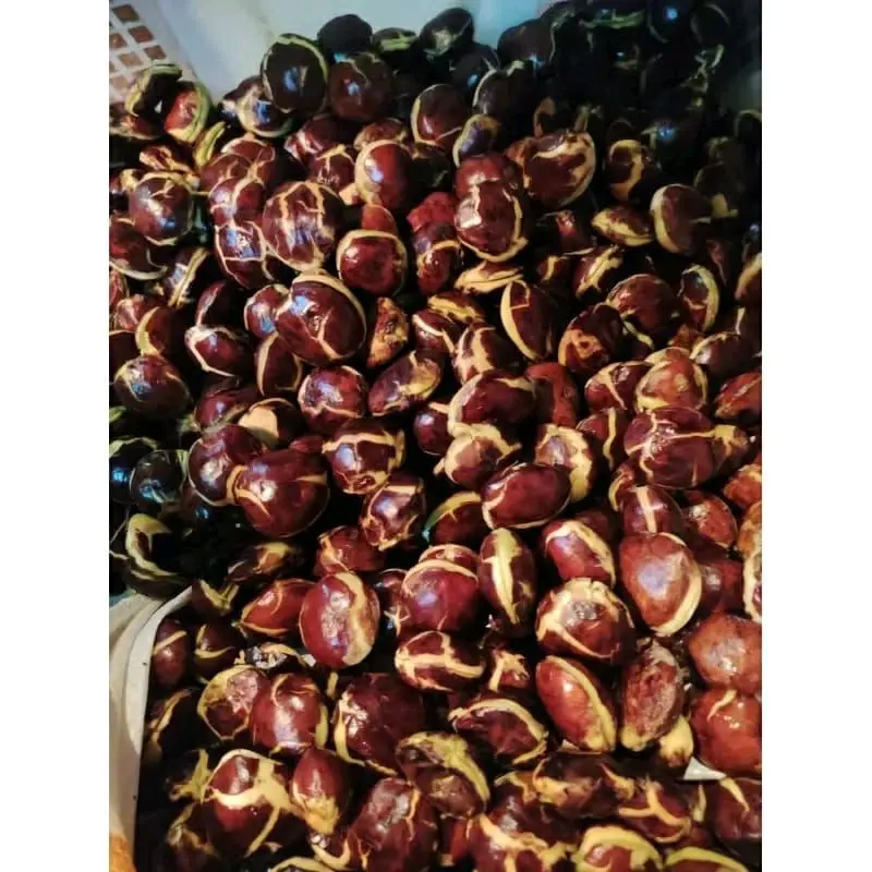 Jengkol Tua/Sepi Super Murag 1Kg Fresh Kecombrang 2