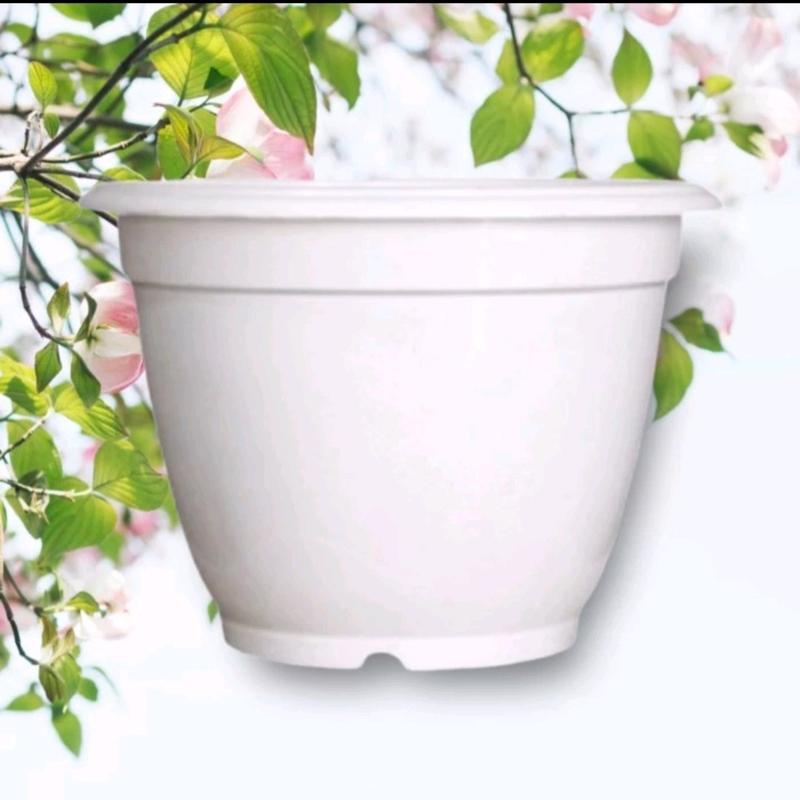 Pot untuk tanaman kantil kuning - Shop | Tokopedia