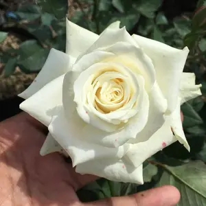 Paket 10 pohon mawar holland