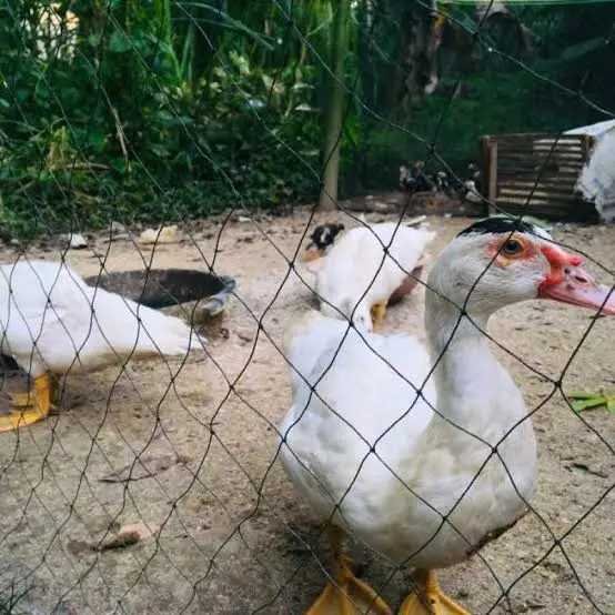 jaring pagar ayam ukuran 1.5m x 100meter lubang 4inc 7