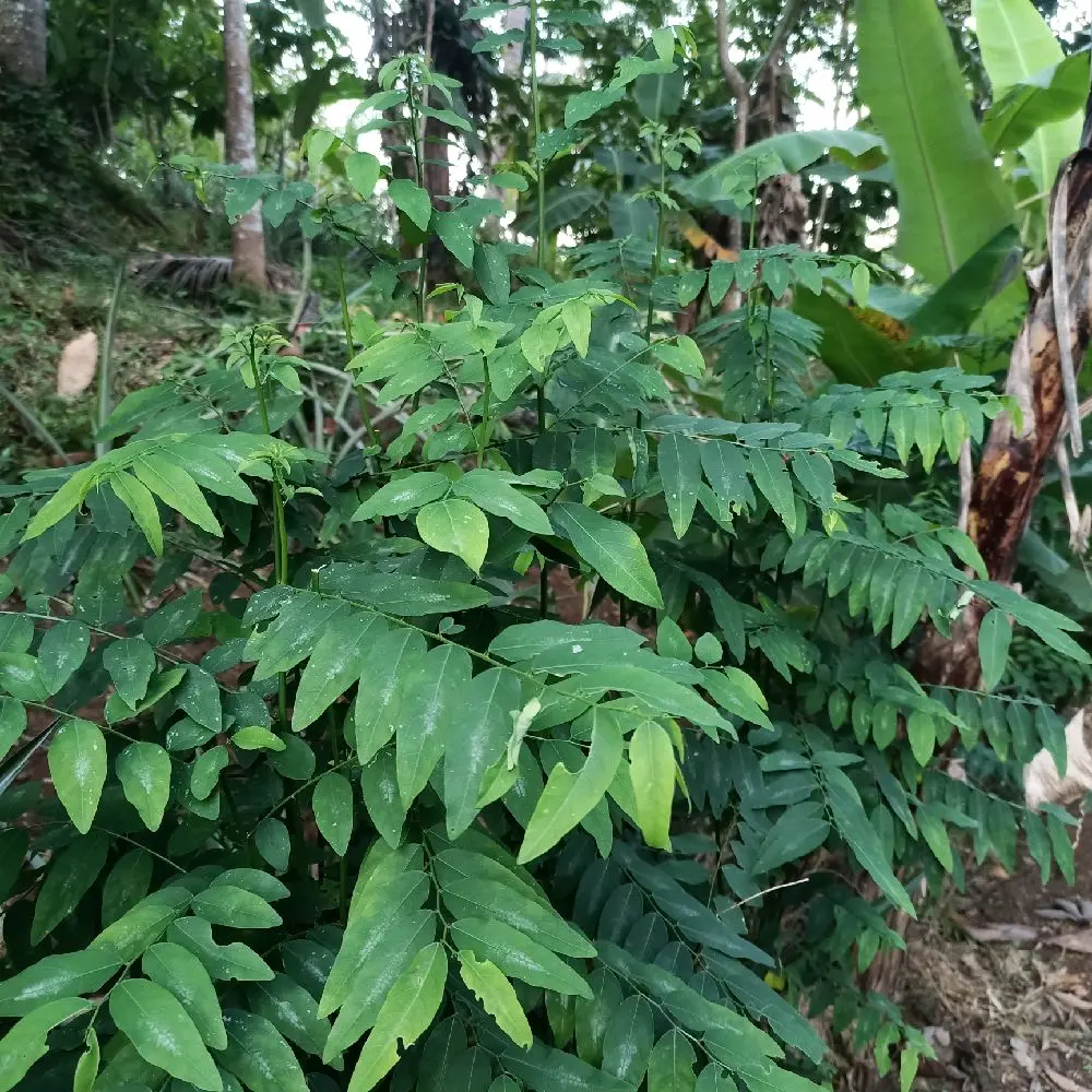 Daun Katuk segar per 1 ikat Pelancar asi