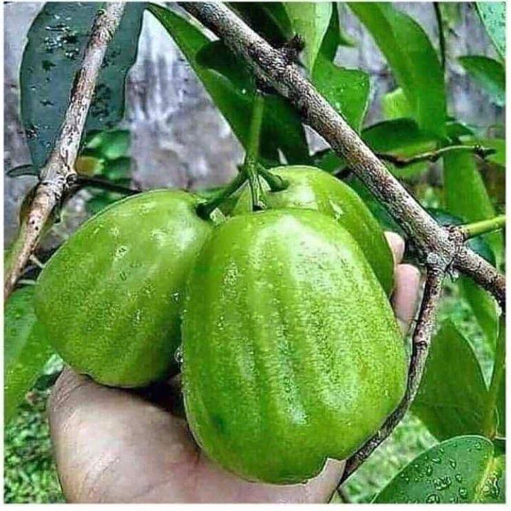 Cây giống mận xanh đường Sóc Trăng bầu dễ ổn định