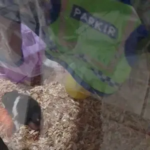 Baju Sugar Glider / Hamster Kaos Parkir Tank size XXS dan XXXS | Yuk Belanja Gaes!