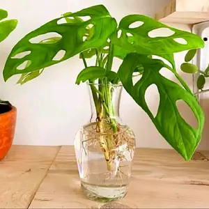 Vas Pot Kaca Tanaman Hias Air Hidroponik | Vas Bunga Kaca Bening Estetik | Hiasan Dekorasi Kamar Rumah