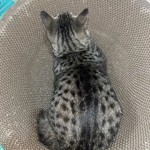 Papan Garuk Kucing Anjing Anabul Multifungsi M11 dengan Desain Bulat Cekung dan Tempat Istirahat/Tidur Kucing