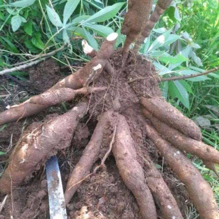 Singkong pulen enak manis singkong mentah 1kg 4