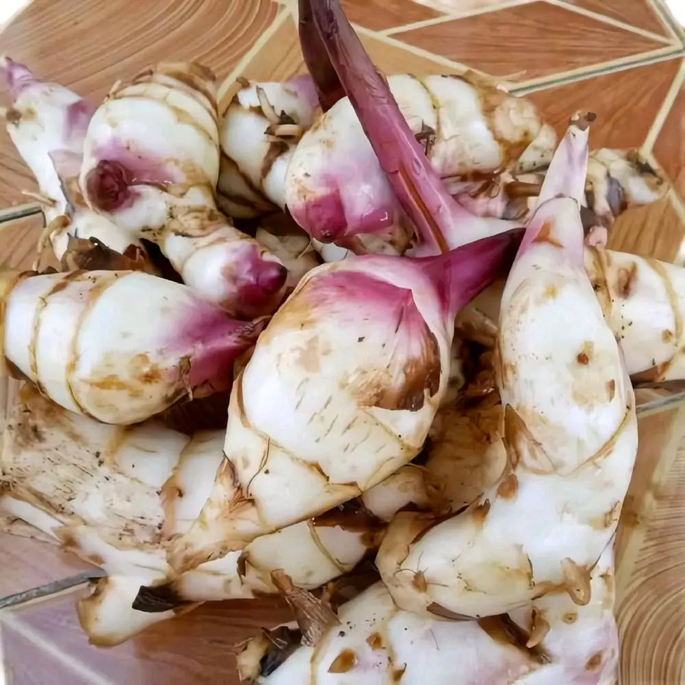Ubi Ganyong Merah Asli Isi Per 1 Kg Segar Organik - Alternatif Pangan Sehat dan Bergizi - Sayur, Kecombrang