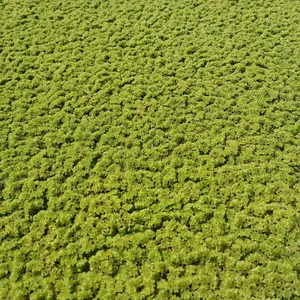 Azolla Micropila kemasan 500 gram, kandungan protein 30% cocok untuk pakan alternatif ikan, ungas, ternak