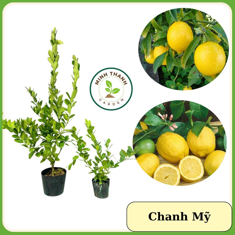 Cây Chanh vàng Mỹ, cây chiết cành quả to ít hạt chín vàng, cây chanh mỹ