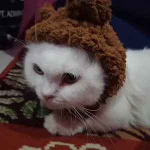Topi Kucing Anjing Motif Beruang kelinci Lucu Bahan Lembut dan Nyaman untuk Hewan Peliharaan Anda