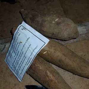 Umbi yakon premium manis berat 500gram dengan isian maksimal 4