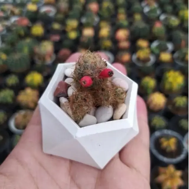 Paket lengkap kaktus sukulen POT HEXASHAPE artificial 5