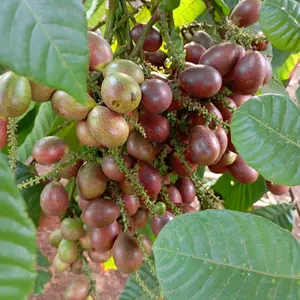 Matoa 500gr buah manis legit isi 23-25 Frozen