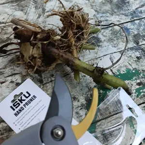 ISKU Gunting Dahan 8 Inch Dan Ranting Bunga Tanaman Gunting Kebun/Pruning Shears Alat Potong Dahan Gunting Tanaman
