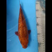 Gambar koi blitar penjinak chagoi karamel ready juga kohaku showa sanke dll dari umikoi bekasi Kota Bekasi 5 Tokopedia