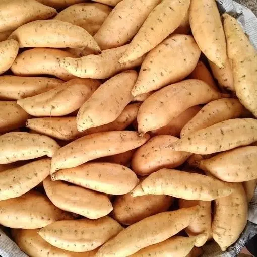 1KG UBI MADU CILEMBU MENTAH TELO MADU SIAP DI OLAH  Makanan Cemilan Manis Oven 0