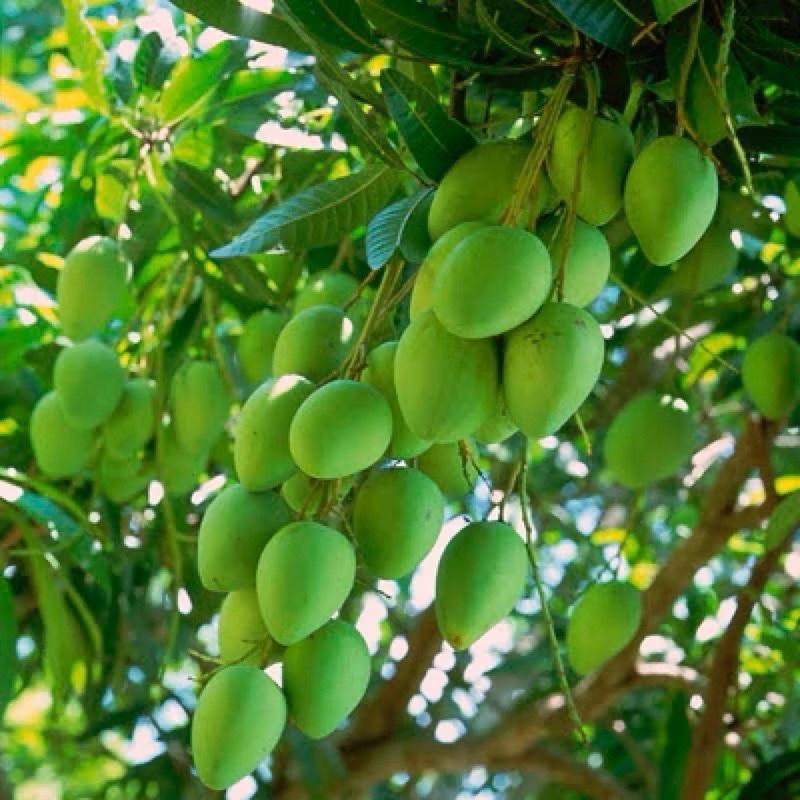 ￼Siêu ra rễ cực mạnh, kích bật chôi , mầm , hạn chế vàng lá Thần Kỳ 8