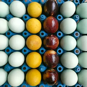 Telor asin 10 butir original,bakar dan pindang asli brebes telor asin masir asli telor bebek