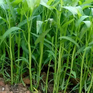 Benih Sayuran Kangkung Duan Lebar