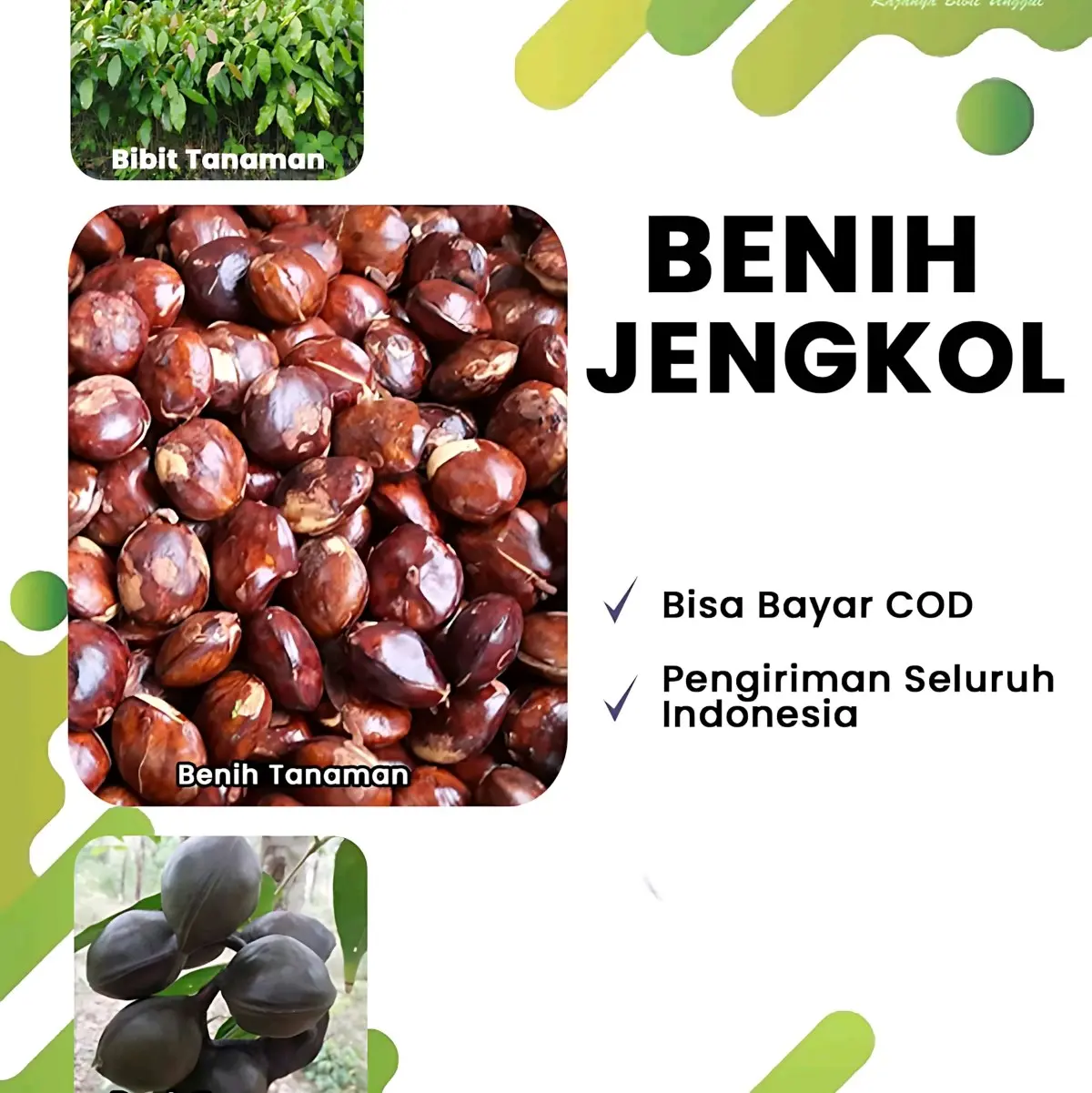 Benih BBT Jengkol dan Melinjo (Siap Tanam dan Cepat Panen) tanaman pare