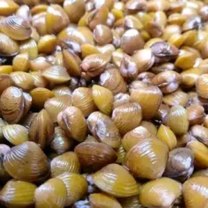 Kerang Mini/Kerang Kuning/Remis/25pcs+Bonus