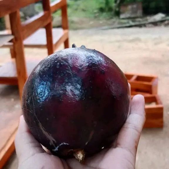 Buah Delima Hitam Asli Muria Zuriat untuk Kesehatan dan Kehamilan - Makanan, Anggur, Mangga, Frozen, Gula Manis 5