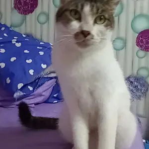 ￼BANTAL CINTA FLUTE UKURAN 50X25 CM SUPER EMPUK BANYAK MOTIF