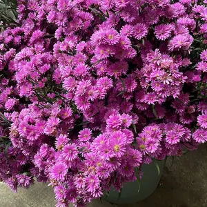 Bunga Pikok Segar Satu Iket Isi 30 Kualitas Tinggi Dari Kebun Sendiri Tahan Lama Untuk Dekorasi Hadiah