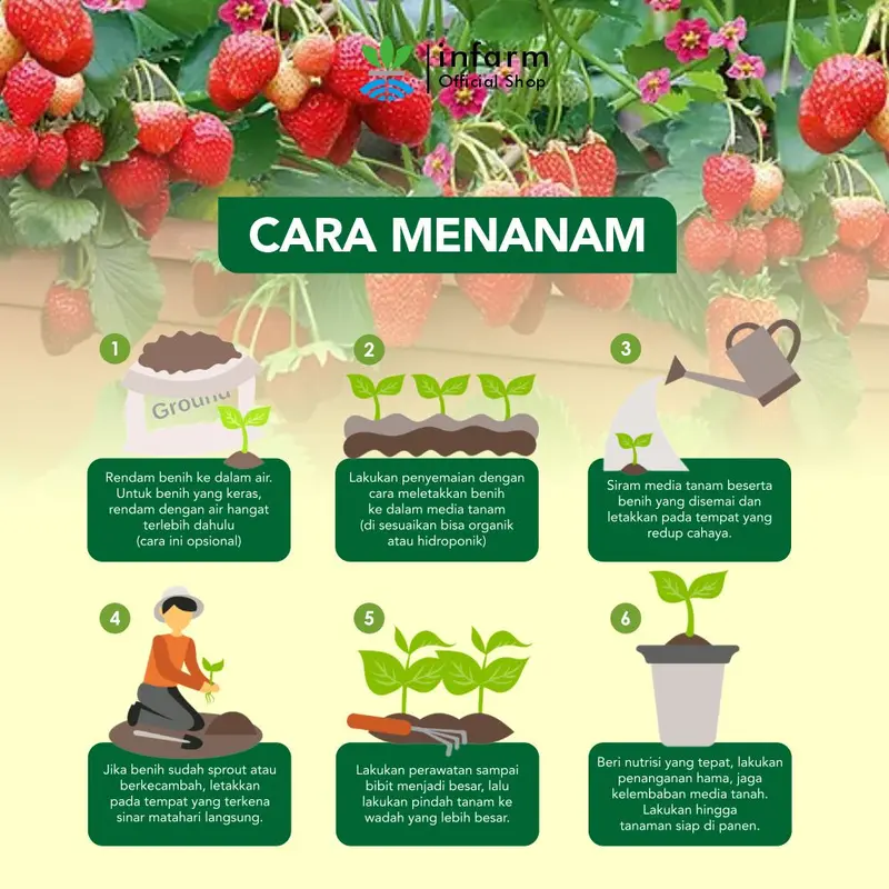 Benih tanaman Buah Strawberry isi 50 butir  Infarm 5