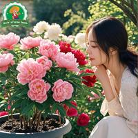 Gambar 20 Biji Benih Bunga Peoni Bonsai Untuk Menanam Tanaman Bunga Peoni Untuk Berkebun Berkebun, Bibit Bonsai, Menanam Bunga, Dekorasi Taman Luar Ruangan Peony Flower Seeds - 4 Paket  dari Benih Pilihan Alam Kota Administrasi Jakarta Pusat 4 Tokopedia