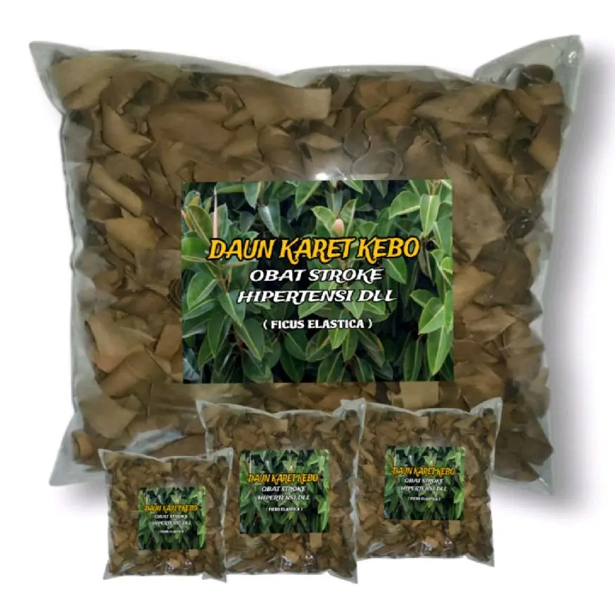 Daun karet kebo kering obat Stroke Hipertensi Herbal 100% Alami 20 Gram