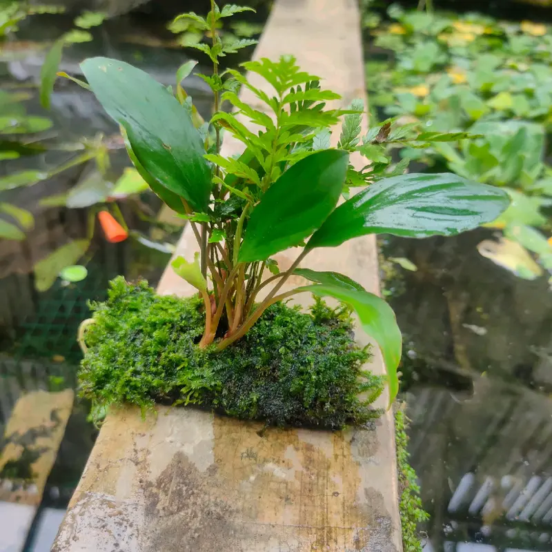 ornamen sintetis tanaman lempeng pakis 3