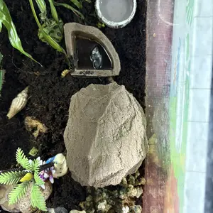 PAKET S HIDING CAVE DAN WATERDISH SMALL SEPAKET  TEMPAT MAKAN MINUM TARANTULA KALAJENGKING GECKO KELOMANG ULER CORNSNAKE