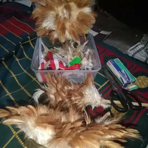 Kemucing bulu ayam besar