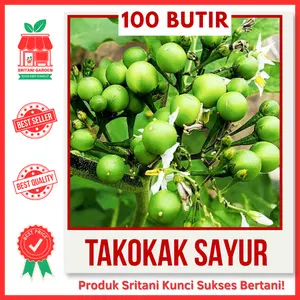 100 BIJI - BENIH TAKOKAK TERONG PIPIT UNGGUL PILIHAN