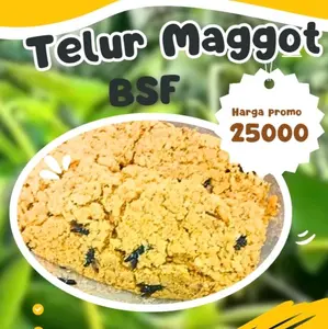 TELUR LALAT BSF KERING UNTUK PAKAN IKAN,&BURUNG
