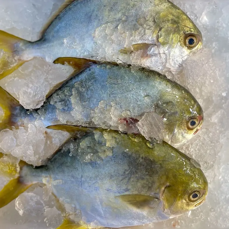 Fresh Malaysia Golden Pomfret (500g+-)