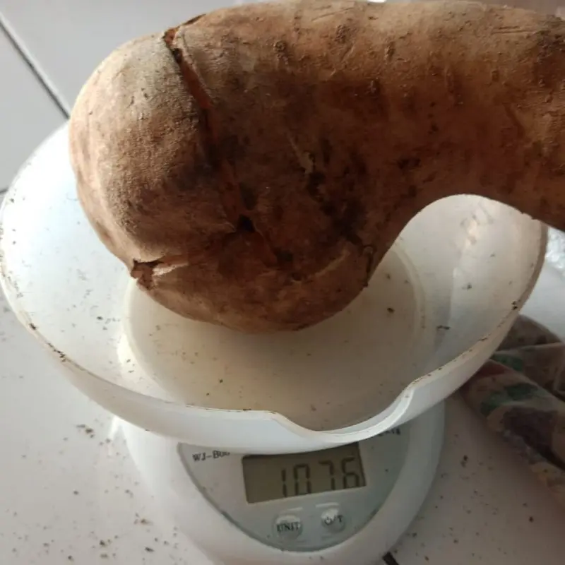 Ubi Yacon Asli Wonosobo SUPER (stok terbatas) 2