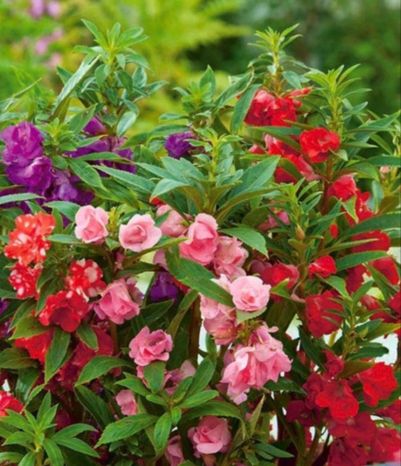 Product Introduction of biji benih tanaman bunga pacar air tumpuk mix warna siap semai 26