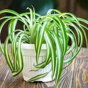 ￼Tanaman Hias Lily Paris, Lili Spaider