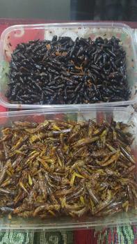 Product Review of belalang utis/belang kecil dpet 1box from D**k P**i 0