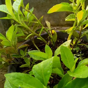 Bibit tanaman Daun Dewa / Daun sambung nyawa