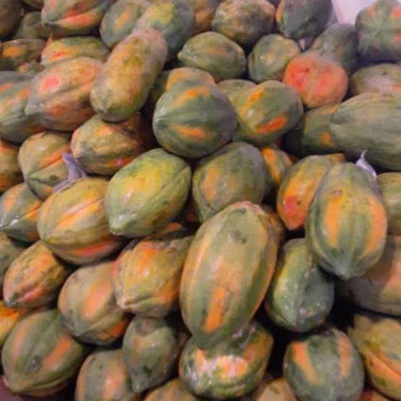 Benih Bibit Buah Pepaya Bangkok Unggul Pepaya Thailand 4